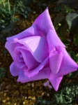 Pin by 성실공인중개사사무소 on flowers