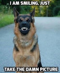 Puppys에 관한 74개의 최상의 Pinterest 이미지 Puppys