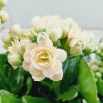 소라야칼란디바 피치색(Kalanchoe blossfeldiana ‘Calandiva’) - 공기정화식물(air purifying plants)