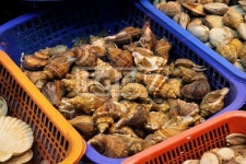 바다 소라  Yanggiri, 사진, 소라회, 바다소라, 소라, 생물, 숙회, 해산물, 수산물, 오브젝트, 음식, 수산시장 | 식품 아이디어, 음식, 음식 사진