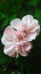 # Our Own Garden에 있는 BW Choi님의 핀(이미지 포함)
