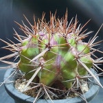 변경 중품 실생15년생 국내산 세원선인장 - 선인장(Cactus)