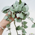 호야 슈퍼에스키모/동일품배송/길이 30 - 공기정화식물(air purifying plants)