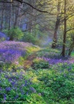 Spring에 관한 52개의 최상의 Pinterest 이미지 | Girly girl, 꽃꽂이 및 숲 Spring
