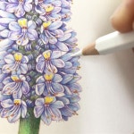 🌿 고운 밀도감을 나타내기 위해서 색연필의... watercolorpencils #fabercastell #보타니컬아트 #보태니컬아트#꽃그림#식물화
