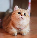 #cat #cats #pets #petstagram #kitten #pets_of_instagram #petscorner #petsoninstagram #petsagram #petsofinstagram #animallover... 