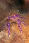 Sea에 관한 216개의 최상의 Pinterest 이미지 | 열대 물고기, 물고기자리 및 생선 Sea