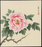 牡丹에 있는 Huang Chai Hsing님의 핀 | 모란 그림, 그림, 식물 그림