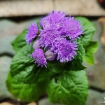 아케라텀 - 야생화(Wild Flower)