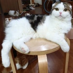 독사진 같지만 냥글냥글 #スコティッシュフォールド#catshow #캣쇼#스코티시폴드#스코티쉬폴드#스코티시스트레이트... 