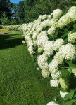 Incrediball® Hydrangea | 수국, 정원
