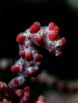 sea horse에 관한 90개의 최상의 Pinterest 이미지 | 해마, 생선 및 말 sea horse