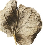 좋아요 1,085개, 댓글 8개 - Instagram의 Botanical Art Community(@botanicalartlovers)님: Art by @inkyleaves ⠀ Gallery... 