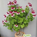 콴탁퍼펙션(제라늄)(Pelargonium(Geranium)) - 관엽식물(Foliage)