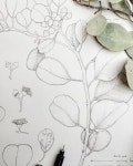 Round-leaved mallee pen wip- cant wait to colour this one up! #illustration #wip #malleepal #olivepink #olivepinkbotanicgarden... 