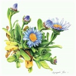 해국(Aster spathulifolius) Watercolor pencil# botanicalart#꽃그림#보타니컬아트