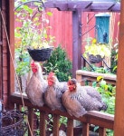 Huhn의 최고 인기 이미지 14개 | 농장 동물, 뒷마당 닭 및 시골 생활 Huhn