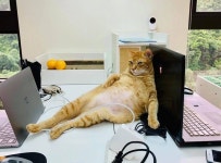 Pin by seyeong on 기타 in 2024 | Cats, Pluto the dog, Character
