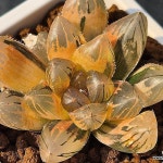 드레곤수정 호반금 23(variegated) - 하월시아(Haworthia)