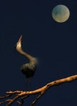 Pin page Pin on 휘파람
