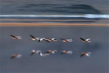 고객만족 위한 우리가 추천하는  더킹카지노 <a href=https://alaetimes2.com/baccaratsite target=_b… | Animals, Bird