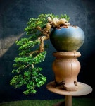 Bonsai insp2020에 있는 Kim Sun Bong님의 핀