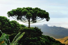 세상에서 가장 아름다운 나무들 세상에서 가장 아름다운 나무들 | Trees to plant, Weird trees, Unique trees
