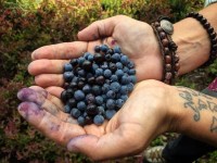 20 Hikes for the Best Berry Picking Berry picking, Spokane, Huckleberry