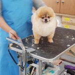 두근두근  모두 열심히 준비힌만큼 결과도 좋길 바래요 ㅎㅎ #오렌지애견미용학원 #펫미용 #충무로애견미용학원 #충무로애견미용 #애견미... 