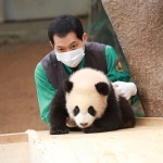 Pin by Beauty soogi on 바오네가족🐼 and 팬더 | Panda, Family, Bao