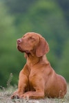 Vizsla dog에 관한 상위 25개 이상의 Pinterest 아이디어 | Vizsla, 행복한 개 및 블랙 래브라도