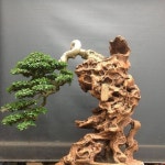 BONSAI에 관한 430개의 최상의 Pinterest 이미지 | 꽃, 꽃꽂이 및 식물 BONSAI