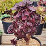향비(에오니움-01)(Aeonium canariense) - 다육식물(Succulent) 향비(에오니움-01)(Aeonium canariense) - 다육식물(Succulent) | 다육... 