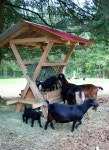Goats에 관한 24개의 최상의 Pinterest 이미지 | 염소, 농장 및 뒤뜰 농장 Goats