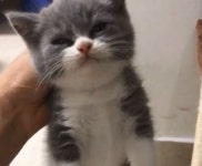 끝까지 먹는 아기 고양이 - 2023 | 고양이, 아기