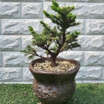 가문비.분재.하이송[동일품]23년3월일본수입 - 분재(Bonsai)
