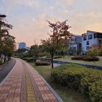 곽미숙 on Instagram: “어제 라떼와 산책중에 풍경이 넘 예뻐서! #산책 #국화 #동편마을”