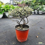 하늘꽃농원 천황매 외목대 작고 귀여운 흰꽃이 분홍꽃으로 변해요 - 공기정화식물(air purifying plants)