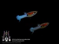 CORAL RED AQUAMARINE BLUE ENDLERS | ปลา