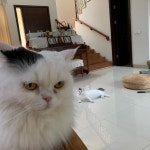 뒤에 뭔 시선이 느껴진다냥~ I feel something staring  at me from the back~  냥  냥스타그램  냥이스타그램  냥스타그램... 
