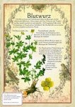 kreuter에 관한 14개의 최상의 Pinterest 이미지 | 약초, 자연 의학 및 허브 kreuter