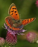Lycaena phlaeas | 새, 나비, 벌