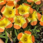 야엘 - 관엽식물(Foliage)