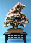 Plantas에 관한 19개의 최상의 Pinterest 이미지 | 다육 식물, 다육식물 및 식물 Plantas