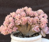 Pin by 현주 정 on 식물 꽃 | Plants, Succulent gardening, Planting succulents