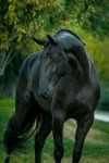 말 馬 horse에 있는 銀鈴 은령님의 핀 | 개, 동물, 말