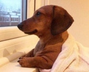 어딘가에 쓸만한𝐳𝐳𝐚𝐥에 있는 아슈(마포 덕후♡)님의 핀 | 웃긴 동물 사진, 아기 강아지, 웃긴 동물