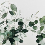 그림 #드로잉 #미술 #취미미술 #성인미술 #수원수채화클래스 #수원화실 #매탄동화실 #유칼립투스 #유칼… - 2023 | 그림, 식물 그림, 꽃 수채화