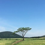 왕따나무 이시돌목장 고니랑 마지막코스  보고싶을거야 너  #제주도 #중산간 #왕따나무 #이시돌목장 #여행스타그램... 