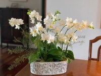Orchid  arrangements에 있는 Juyeon Kim님의 핀 - 2021